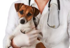 چیکار کنیم سگمون از رفتن به دامپزشکی نترسه؟