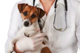 چیکار کنیم سگمون از رفتن به دامپزشکی نترسه؟