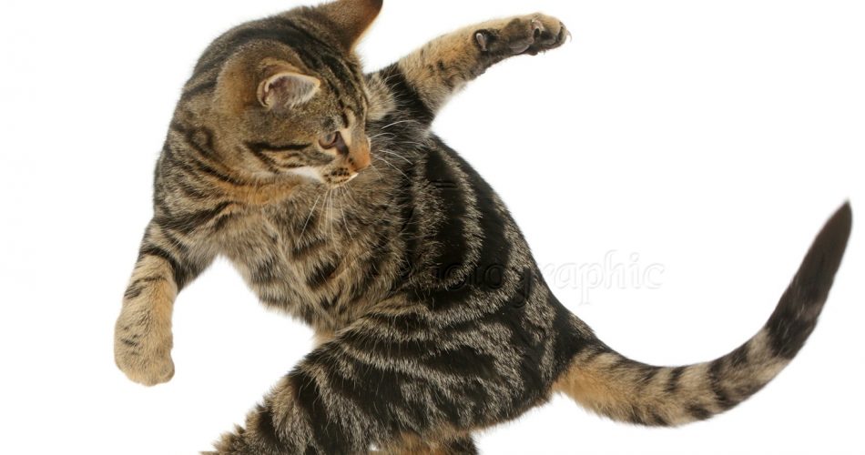 چرا گربه ها به دم خودشون حمله می کنن؟