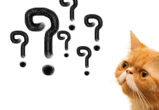 سوالات متداول گربه