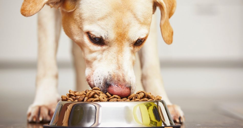 غذاهای مضر برای سگ ها