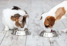 آیا گربه ها میتونن غذای سگ بخورن؟؟