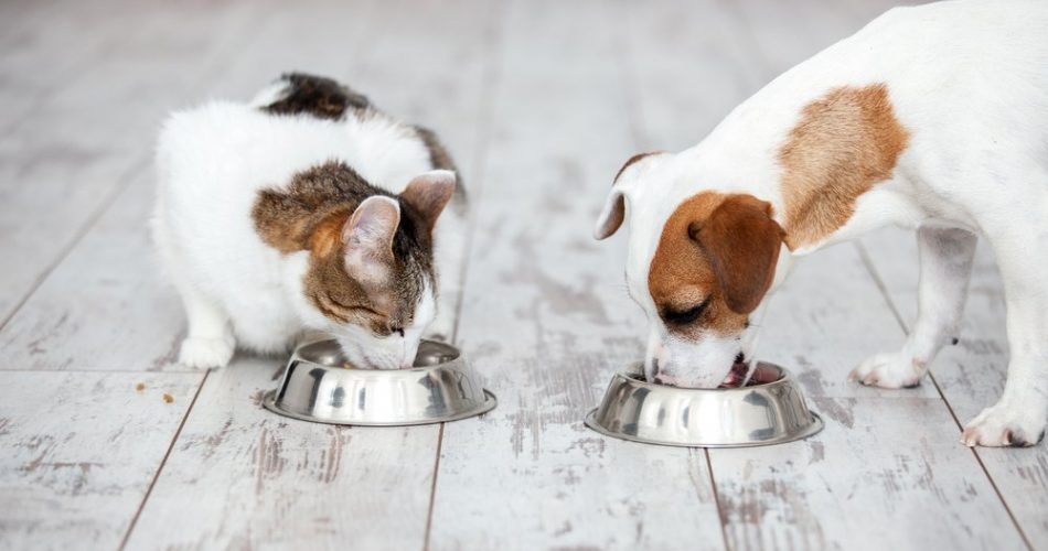 آیا گربه ها میتونن غذای سگ بخورن؟؟