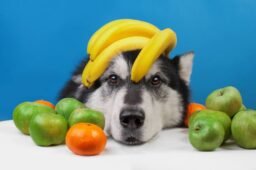 سگ ها چه میوه هایی میتونن بخورن؟