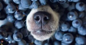 سگ ها چه میوه هایی میتونن بخورن؟