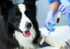 آزمایش های تشخیصی حیوانات خانگی