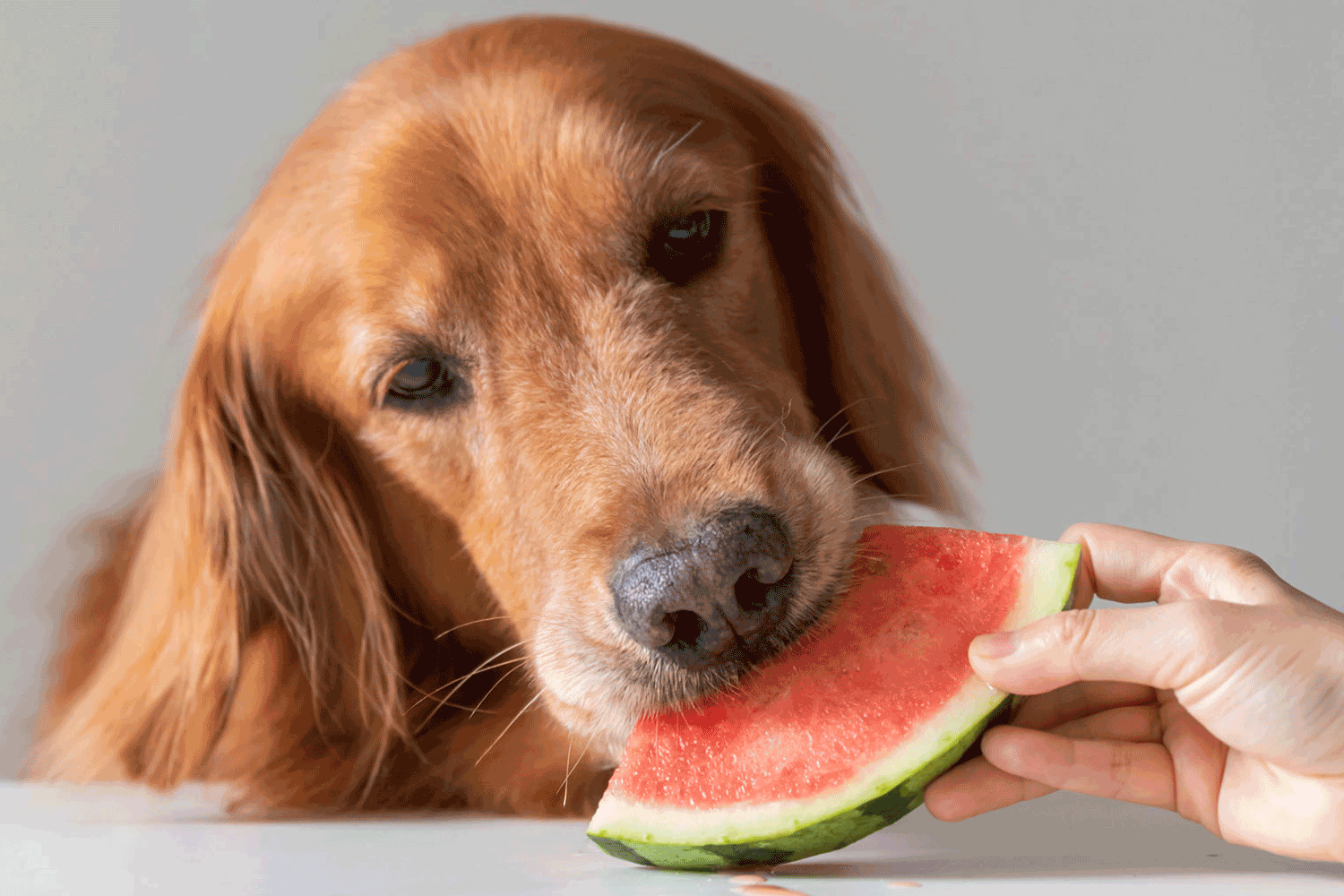 میوه مناسب برای سگ
هندوانه برای سگ