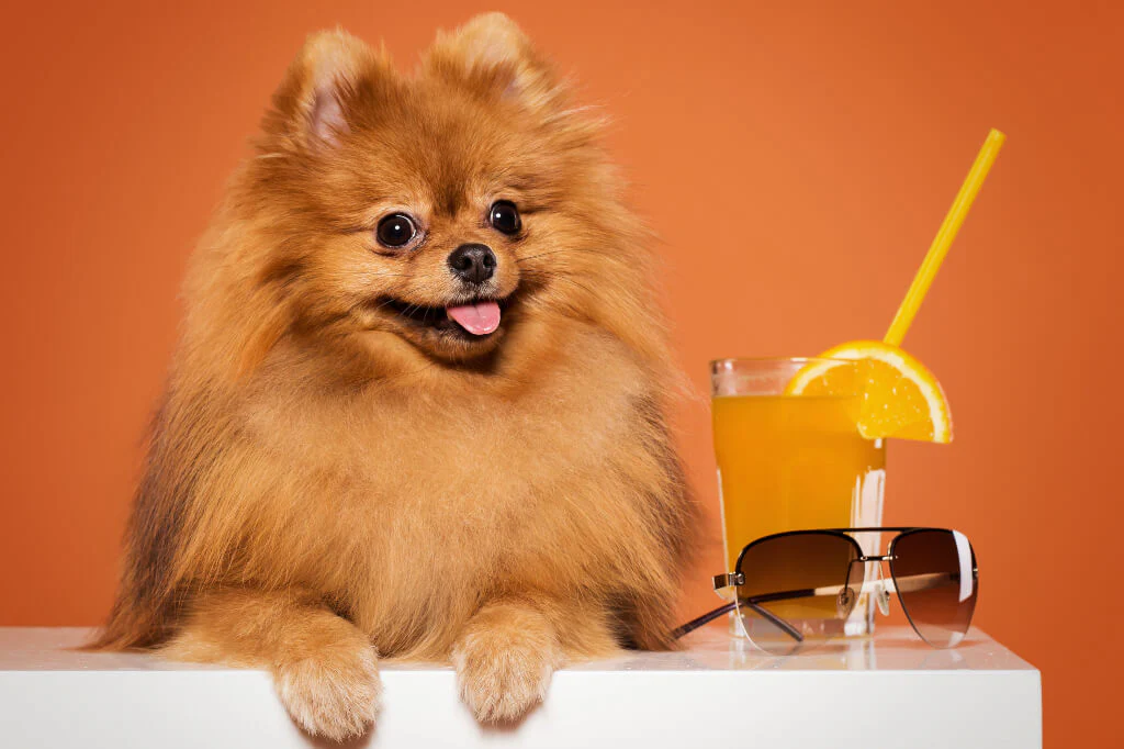 میوه های مناسب برای سگ ها
پرتقال برای سگ