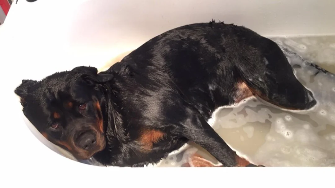حمام کردن سگ نژاد روتوایلر