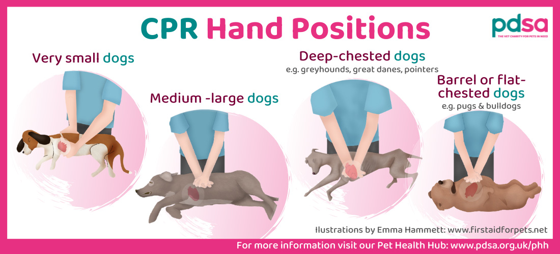 نحوه گذاشتن دست در احیای حیوان خانگی