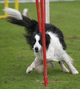 سگ نژاد بردرکالی در حال مسابقه