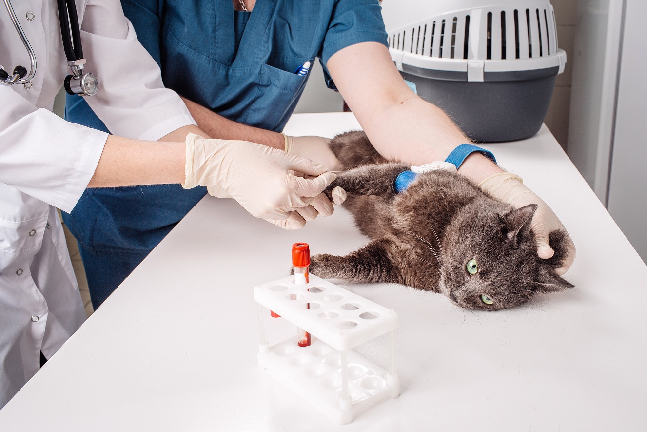 آزمایش خون حیوانات خانگی