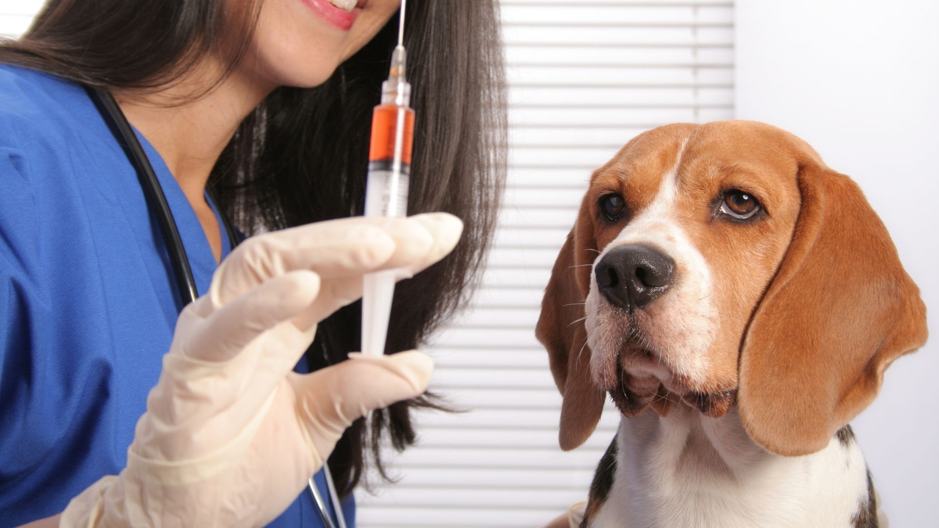 واکسیناسیون سگ 