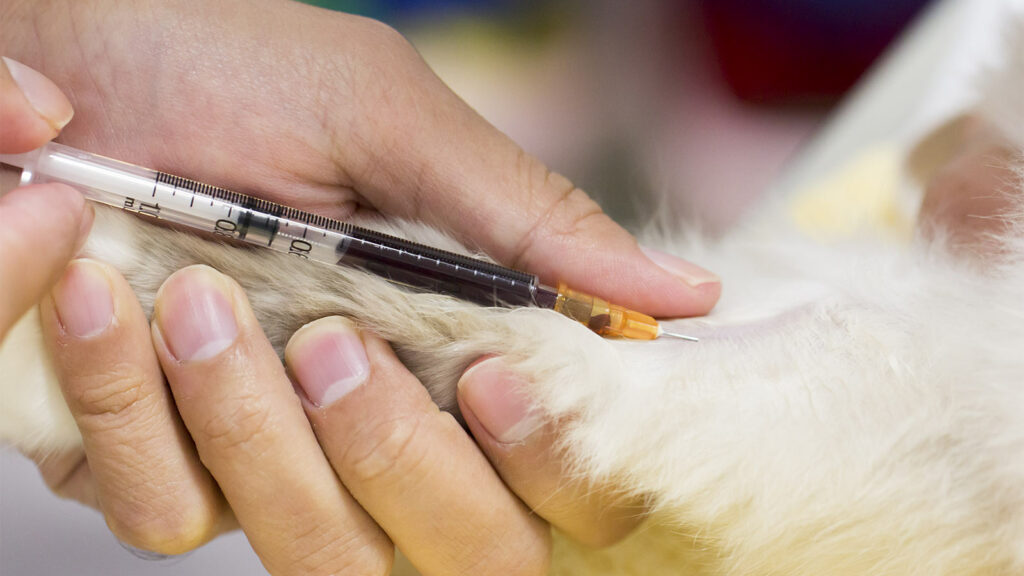 آزمایش خون حیوانات خانگی