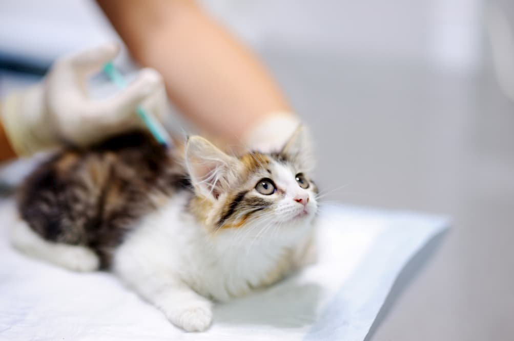 واکسن چندگانه گربه