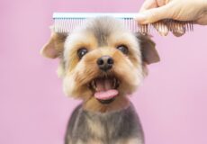 اصلاح موی سگ