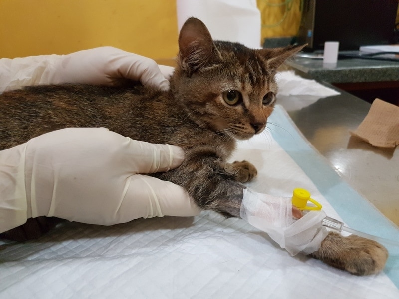 گربه مبتلا به پن لکوپنی در حال درمان