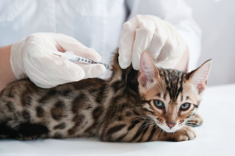 واکسن چندگانه گربه