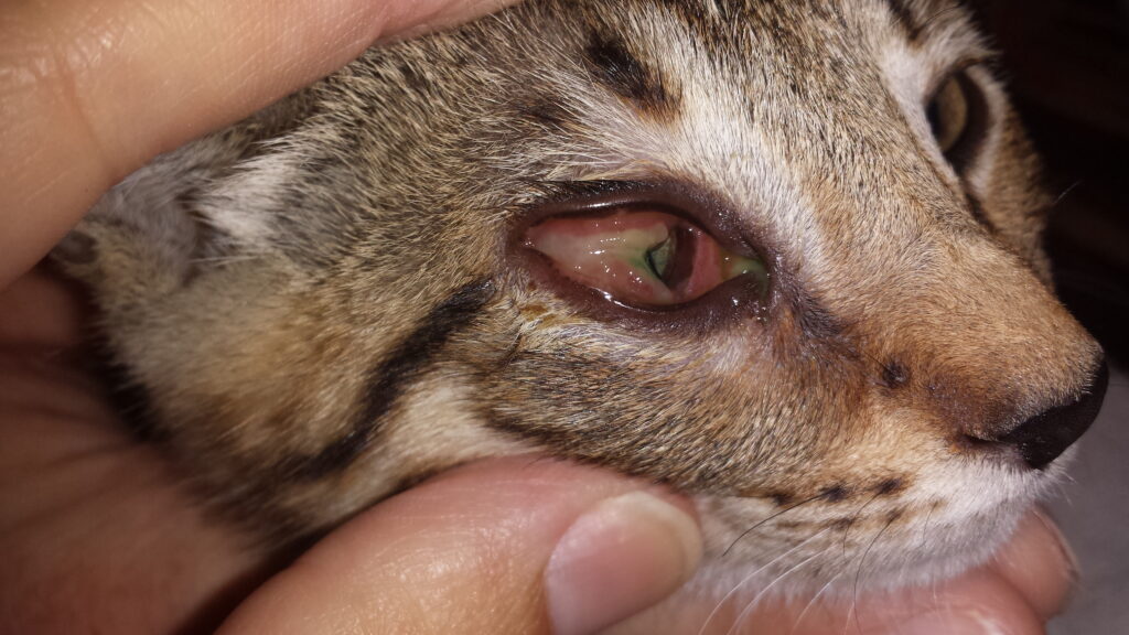 وضعیت چشم در بیماری هرپس ویروس گربه ها