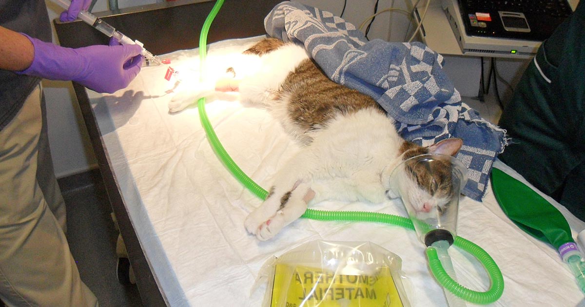 درمان سرطان گربه با شیمی درمانی