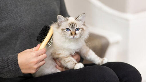 اصلاح موی گربه