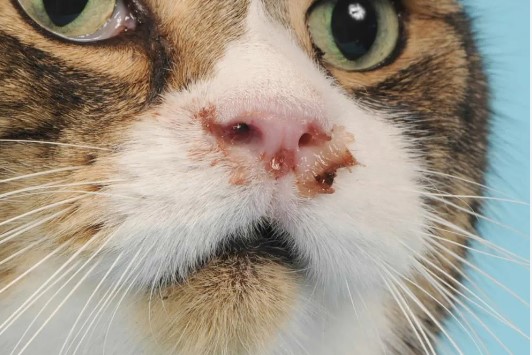 وضعیت ترشحات بینی در بیماری هرپس ویروس گربه ها
