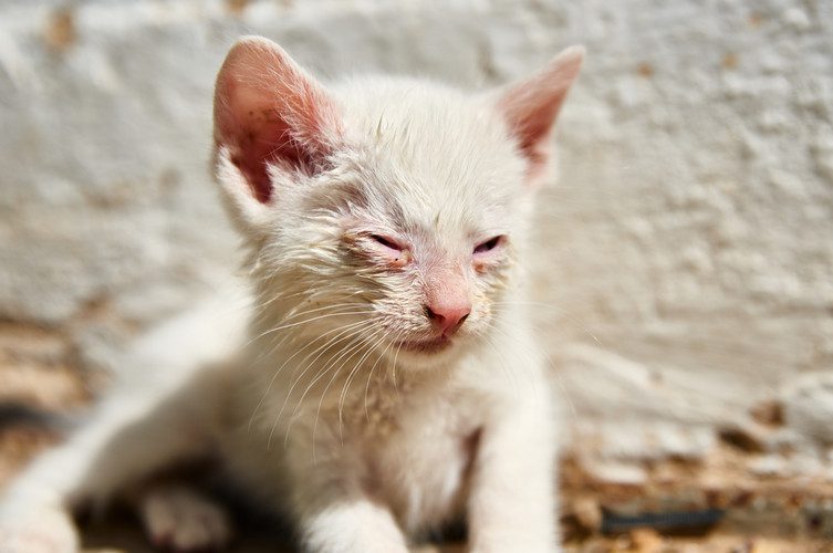 عفونت چشم بچه گربه نوزاد
