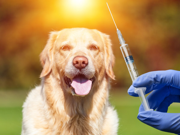 واکسن هاری سگ