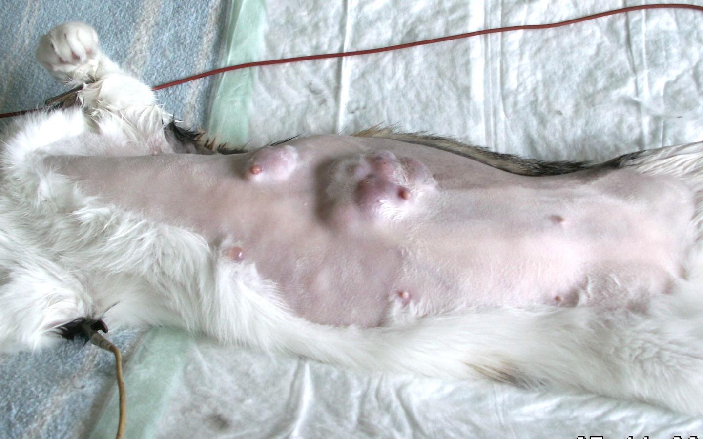 تومور پستانی گربه