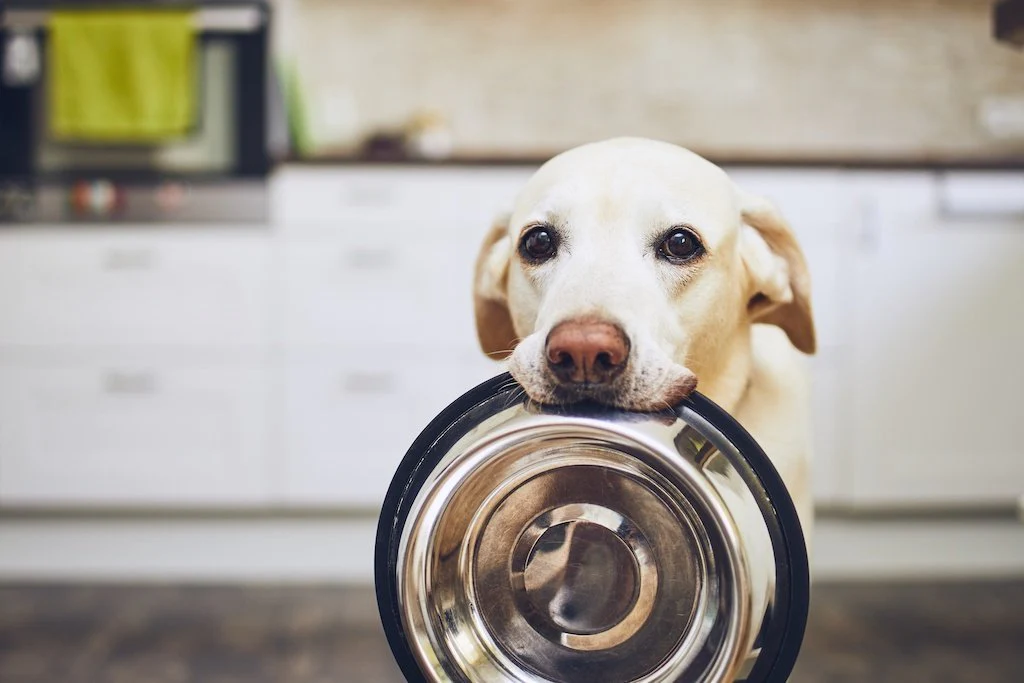 تغییر غذای سگ,تغییر رژیم غذایی سگ