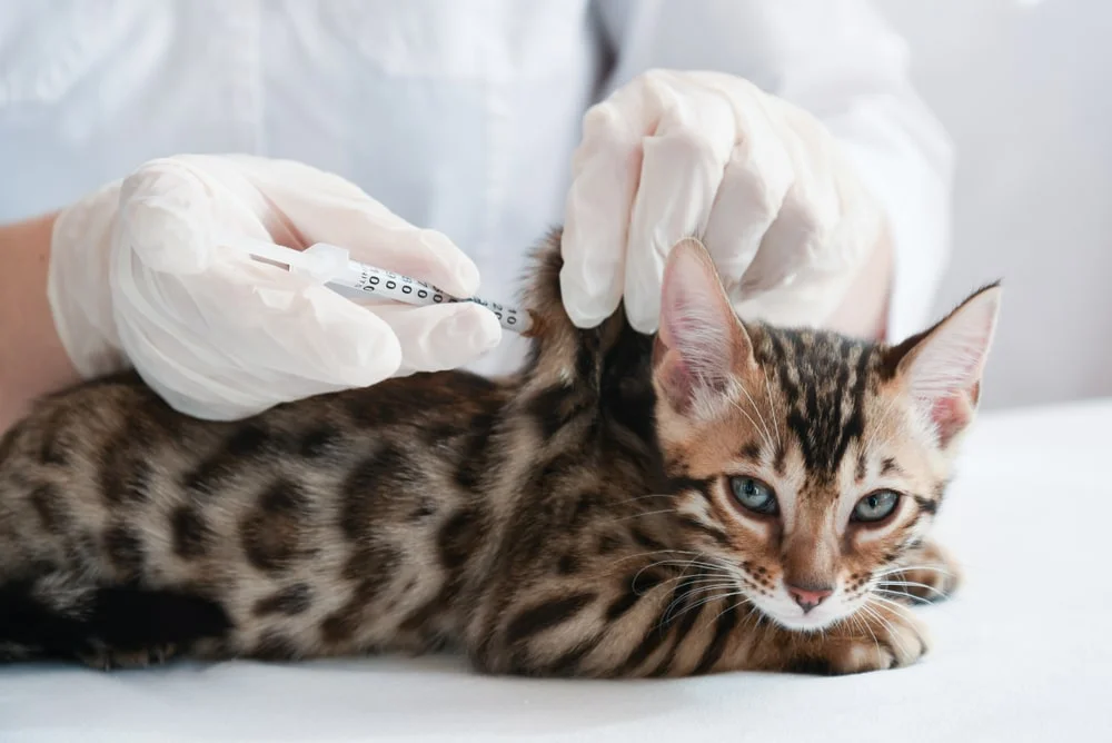 هزینه واکسن گربه