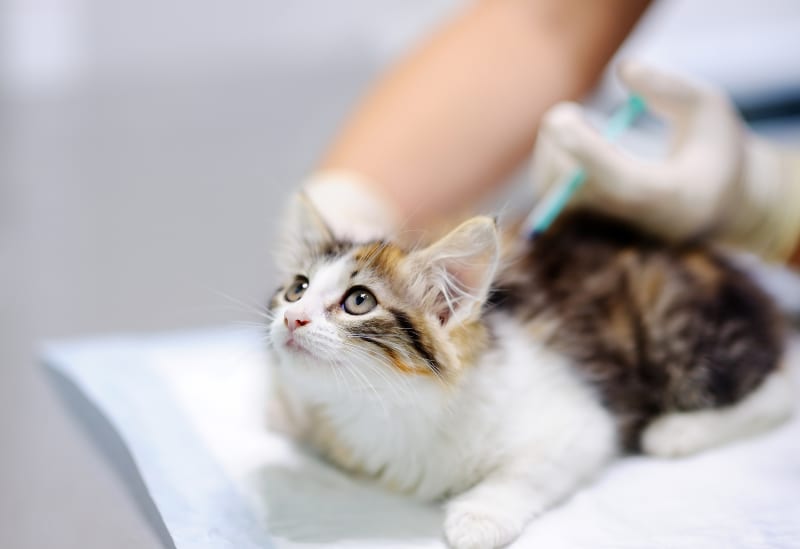 هزینه واکسن گربه