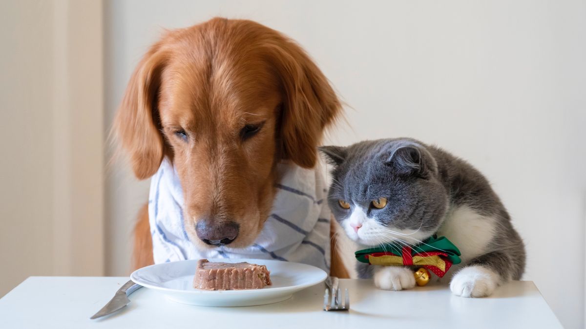 رژیم غذایی گربه,غذای گربه