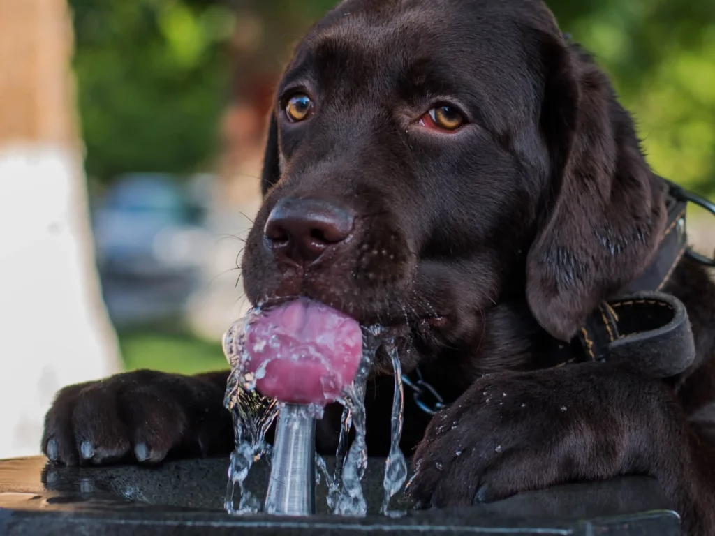 مصرف بیشتر آب برای کمک به درمان یبوست در سگ