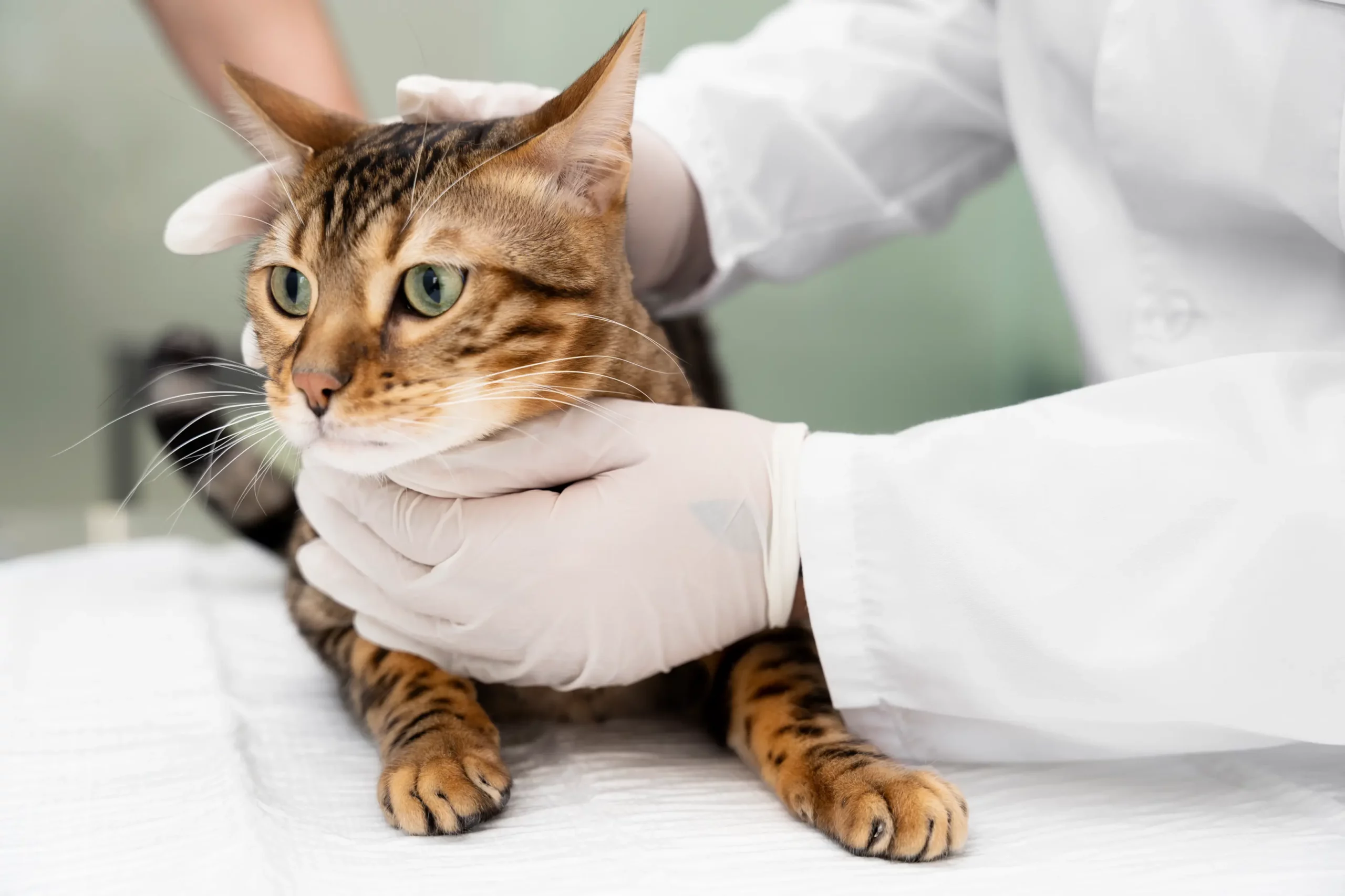 دامپزشک در حال ویزیت گربه مشکوک به عفونت ادراری(UTI)