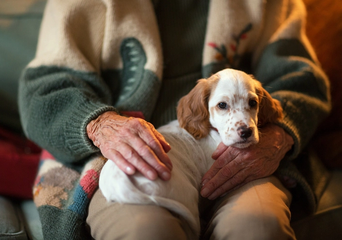 آلزایمر سگ در سگ های پیر