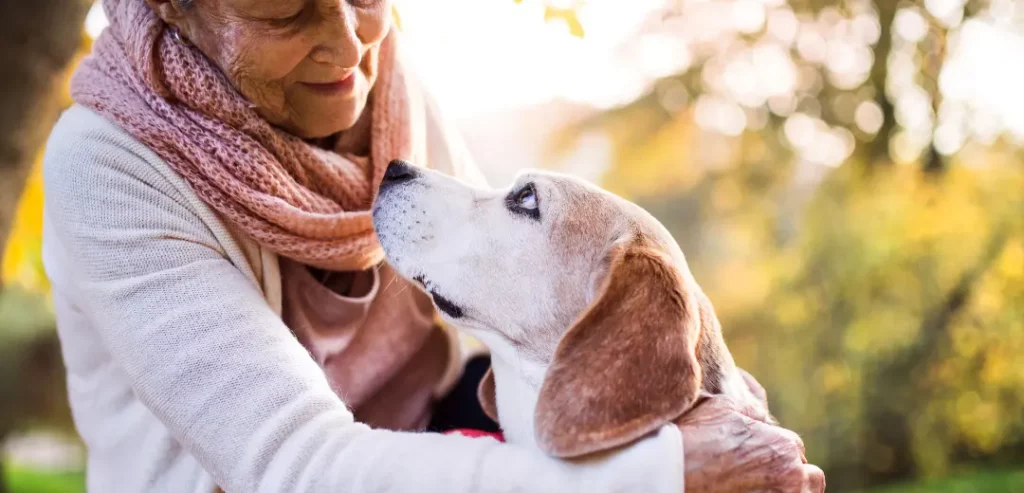 بروز آلزایمر در سگ های مسن و پیر
