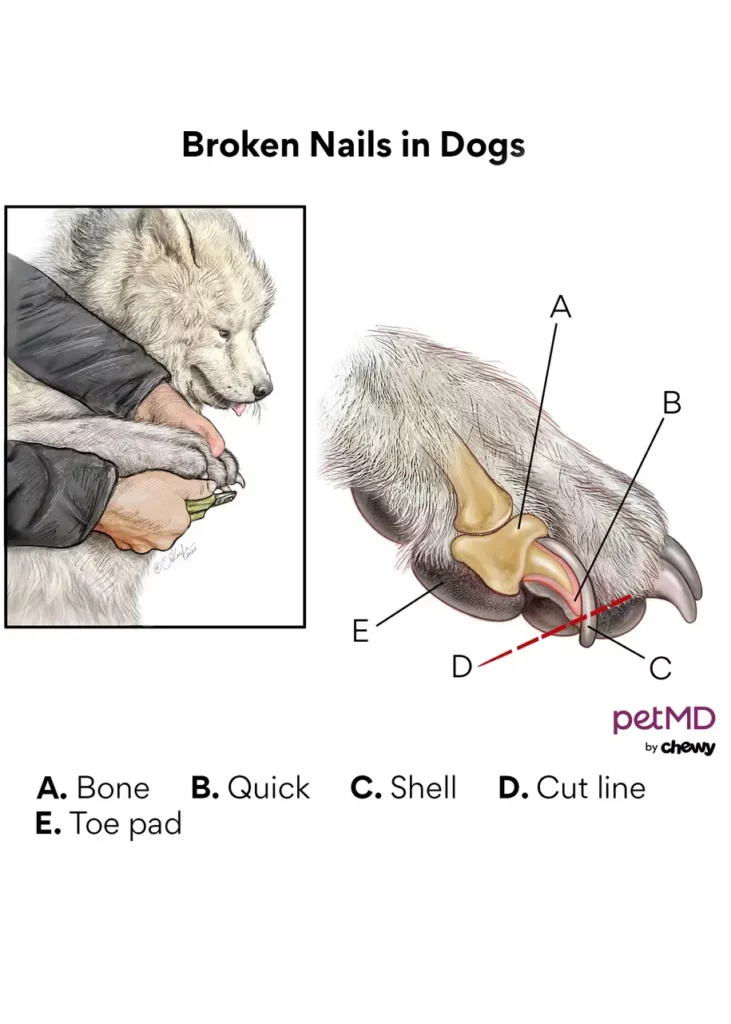 انواع شکستگی ناخن سگ