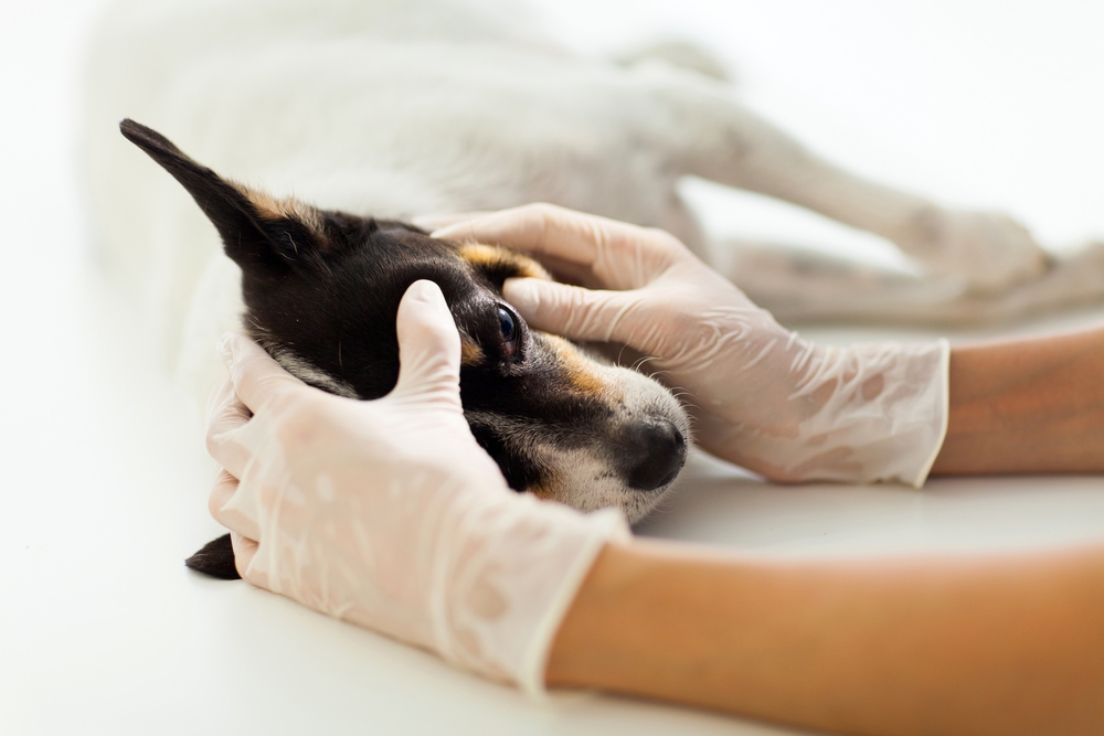 علائم عفونت چشم سگ و روش های درمان