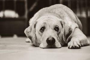 بی اشتهایی سگ ناشی از بیماری