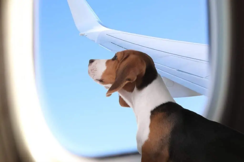 توی مسافرت با سگتون به همراه هواپیما به نکات لازم توجه کنین.
