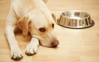 بی اشتهایی سگ و عدم تمایل به غذا خوردن
