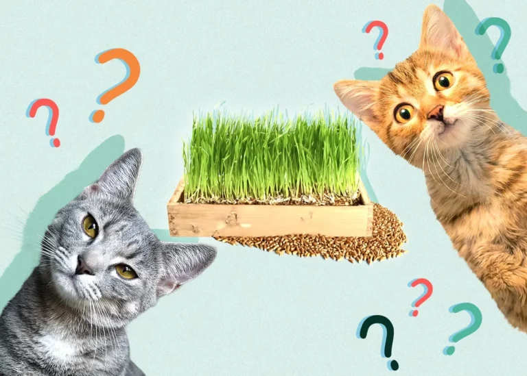 گربه باید علف گربه بخورد یا خیر؟