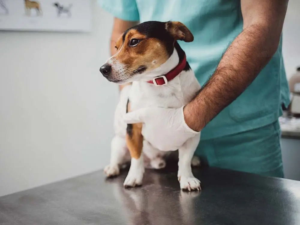 درمان اسهال سگ در کلینیک دامپزشکی
