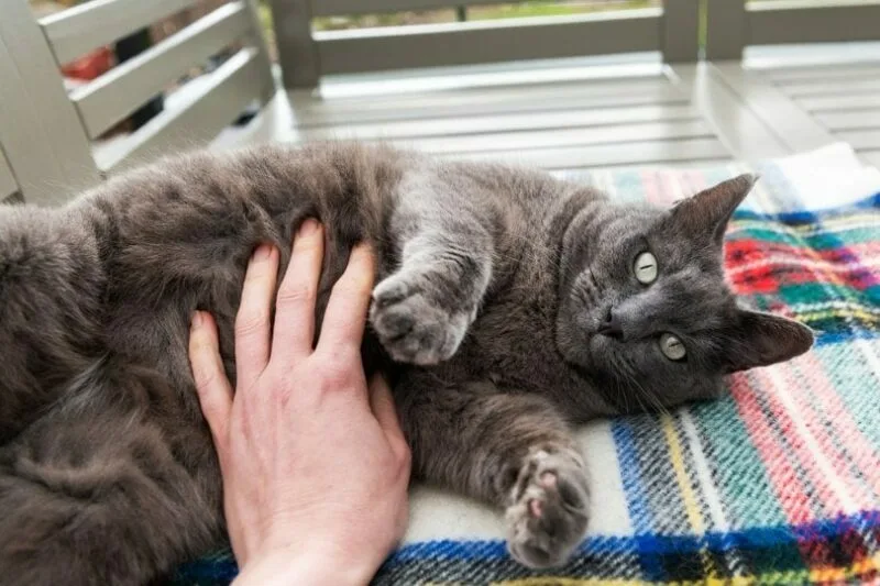ماساژ گربه برای کمک به درمان یبوست گربه
