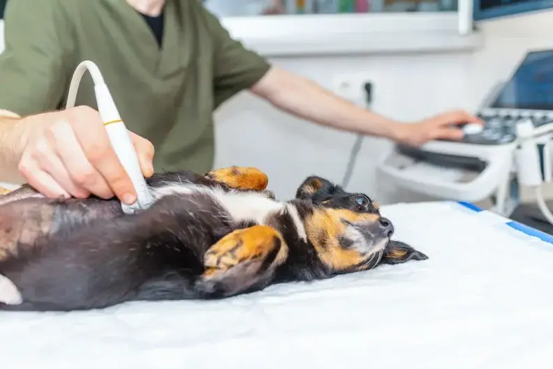 سونوگرافی سگ برای تشخیص یبوست در سگ