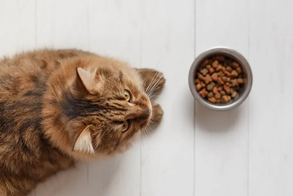 بی اشتهایی گربه که با عدم تمایل به غذا خوردن همراهه