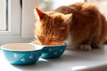 یبوست در گربه ناشی از ننوشیدن آب کافی