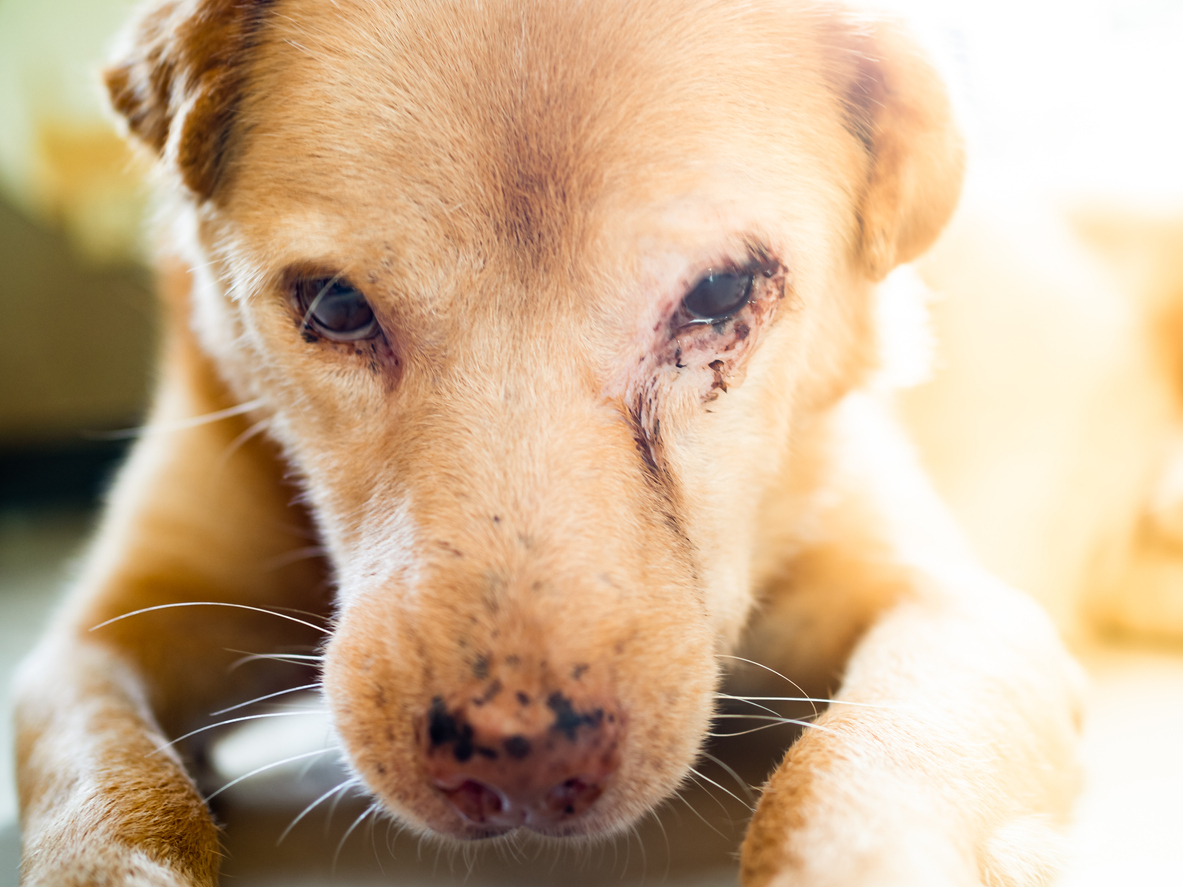 درمان قرمزی چشم سگ