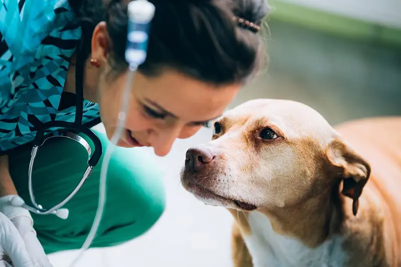 کیس مبتلا به عفونت ادراری در سگ در کلینیک دامپزشکی